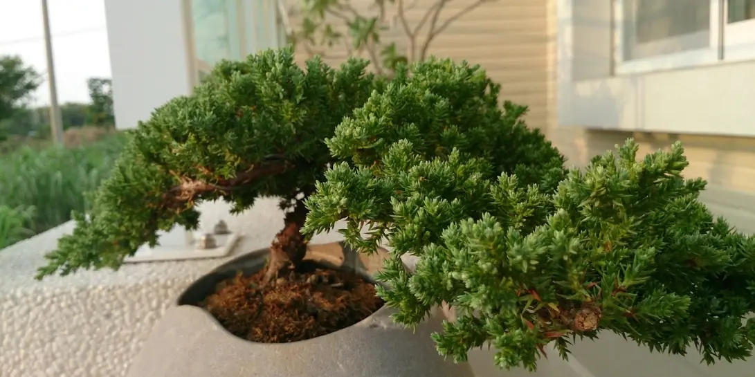 珍珠柏葉子變黃