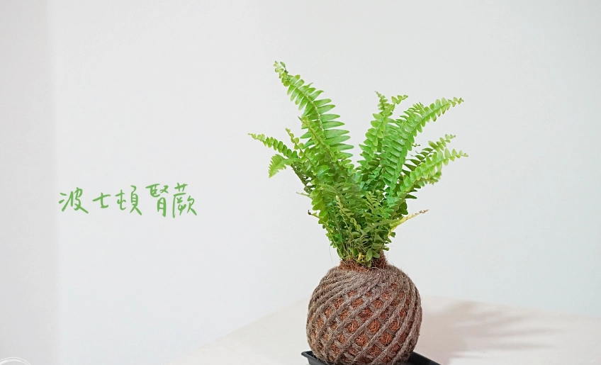 腎蕨葉子變黃 腎蕨葉子變黃
