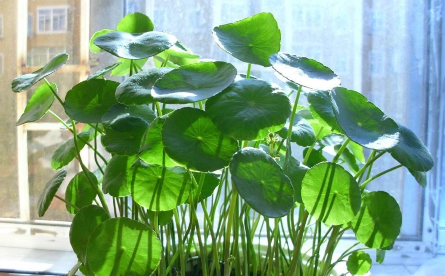 銅錢草水培 銅錢草水培