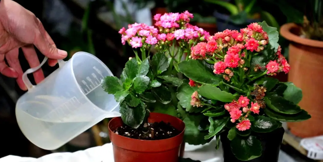 長壽花招財 長壽花招財