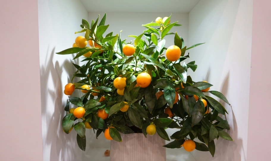 四季橘盆栽照顧