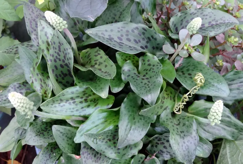 油點百合繁殖