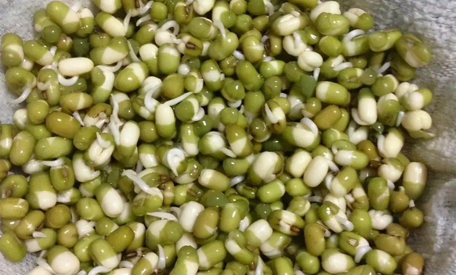 綠豆盆栽 綠豆盆栽