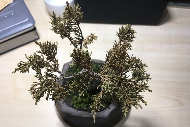 真柏枯黃處理