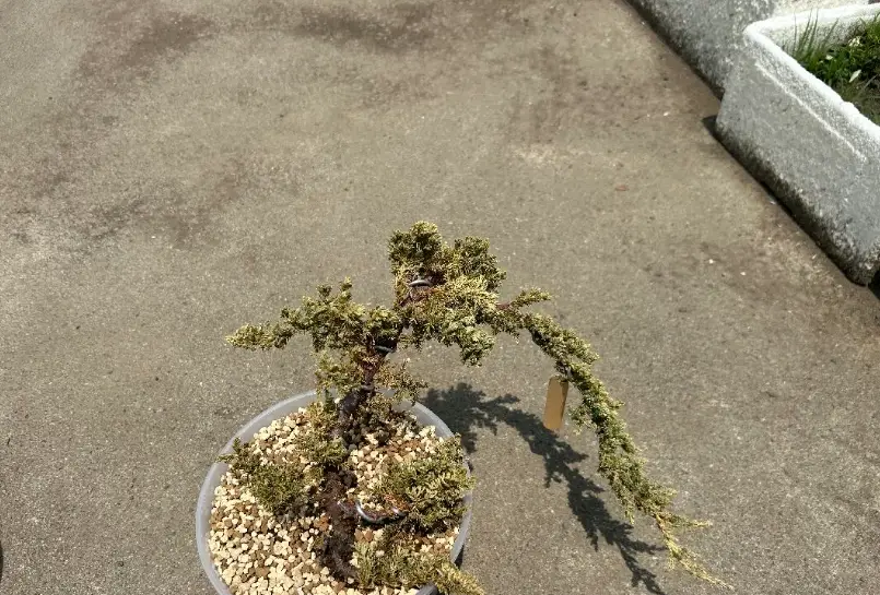 真柏枯黃處理