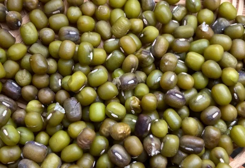 綠豆種植方法