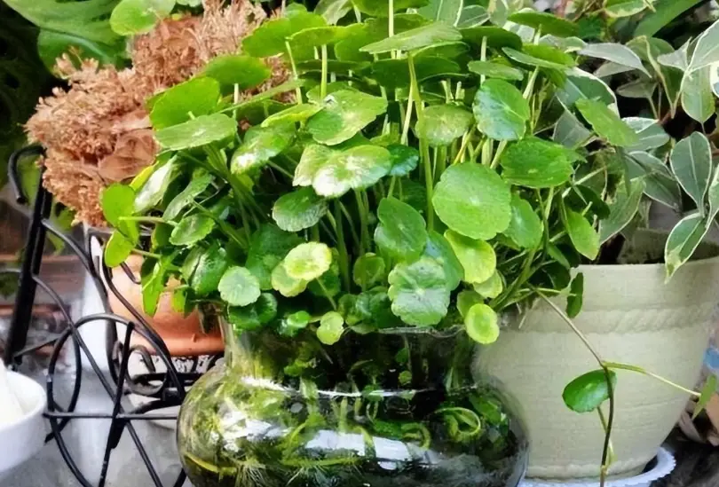 銅錢草葉子發黃 銅錢草葉子發黃