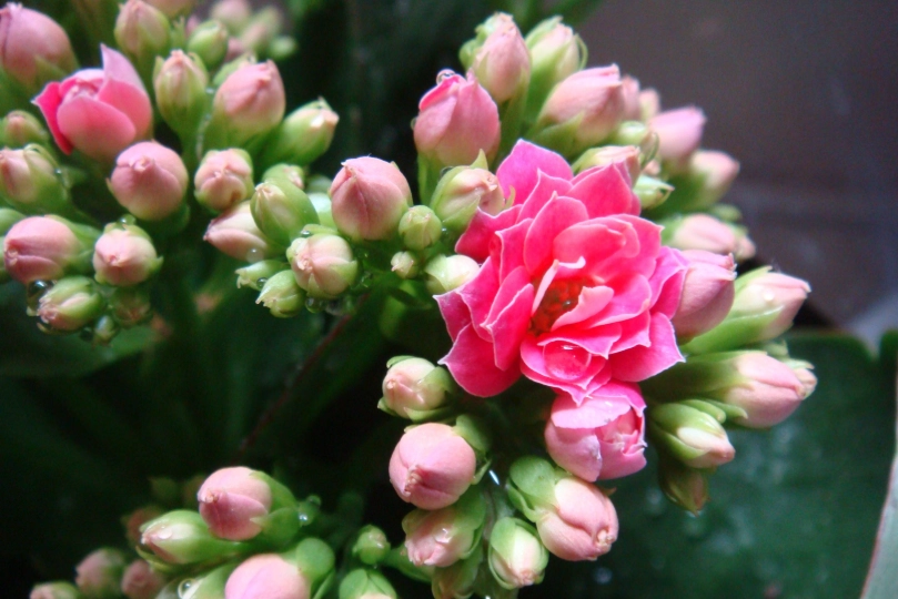 長壽花招財 長壽花招財