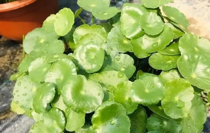 銅錢草水培 銅錢草水培