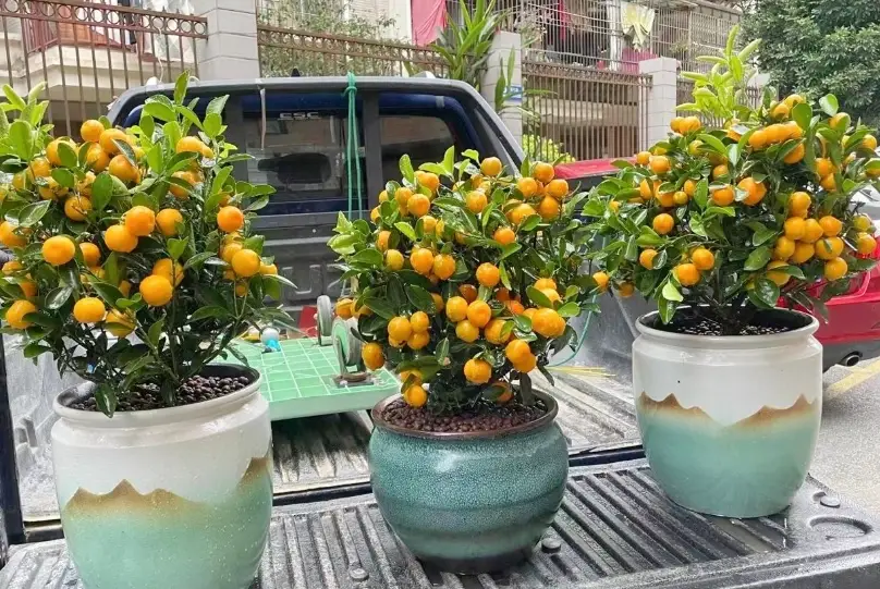 橘子盆栽