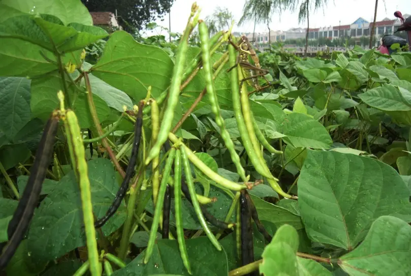 綠豆盆栽 綠豆盆栽