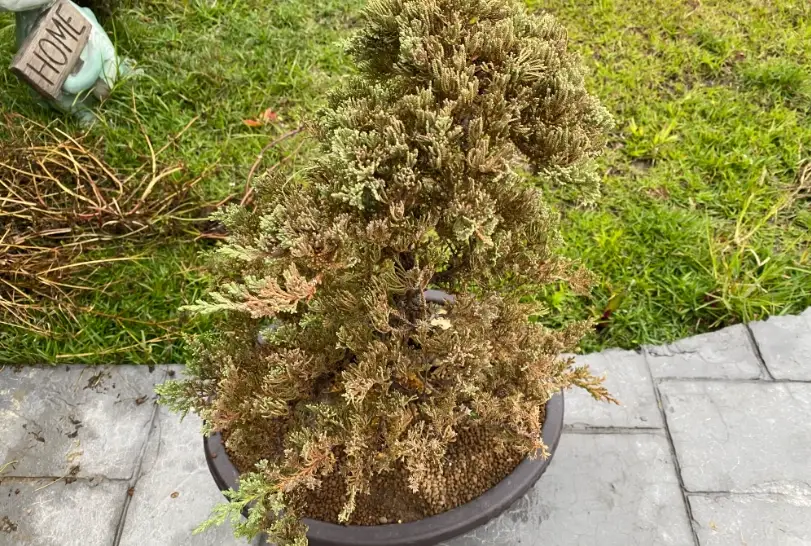 珍珠柏葉子變黃