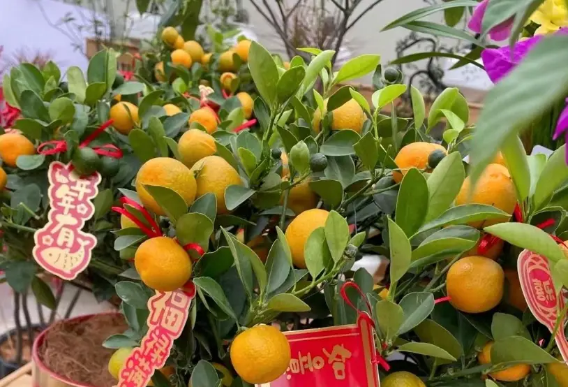 橘子盆栽掉葉子