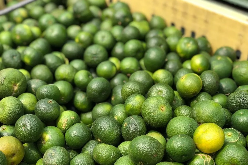 檸檬種植 檸檬種植