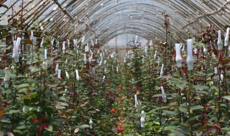 玫瑰花盆栽種植