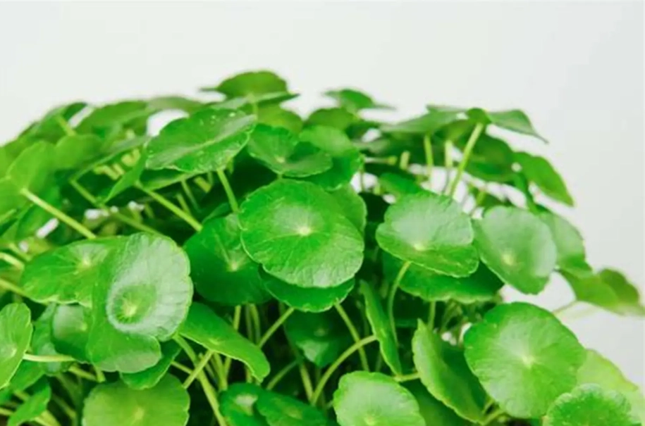 銅錢草入侵 銅錢草入侵