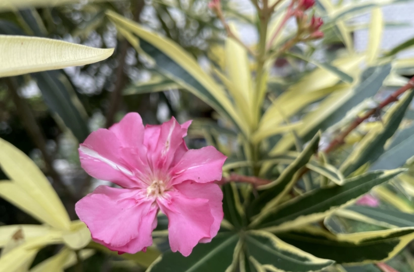 夾竹桃毒性 夾竹桃毒性