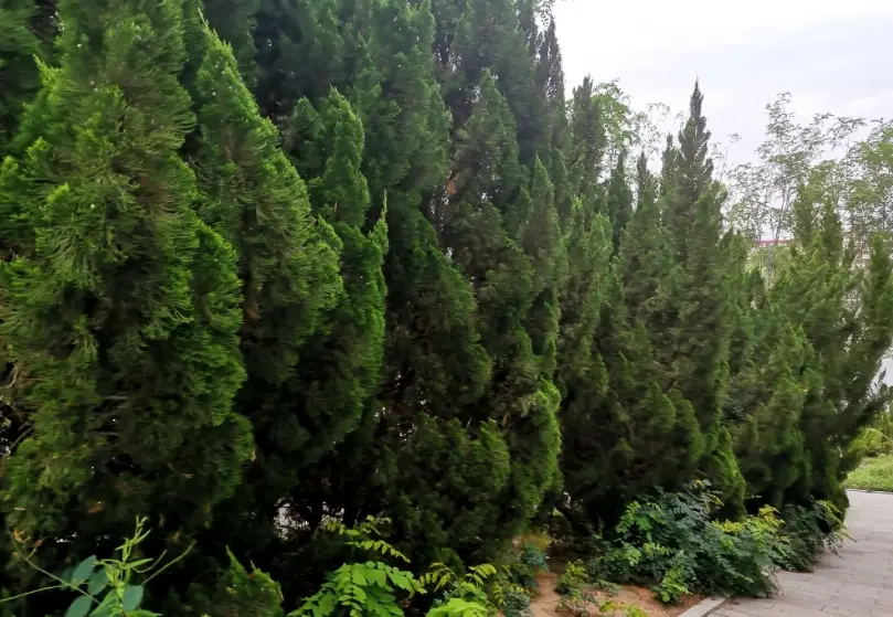 龍柏擋煞
