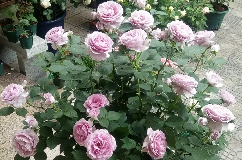 玫瑰花盆栽種植