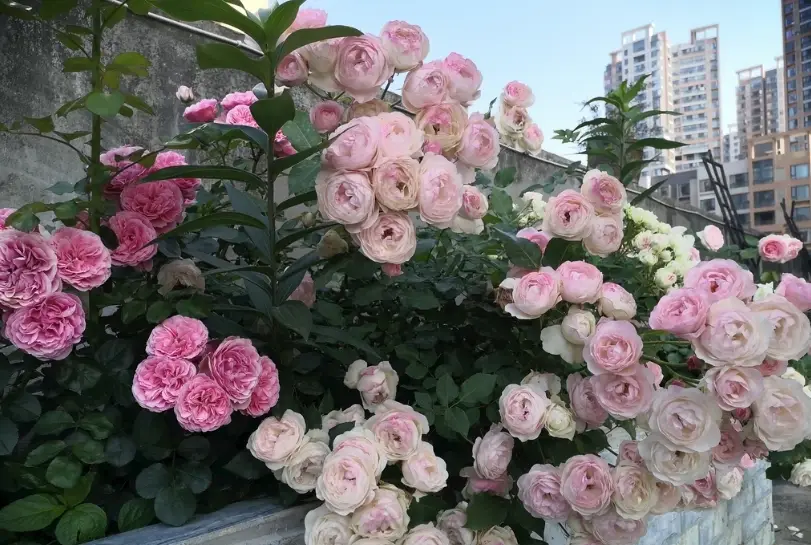 玫瑰花盆栽種植