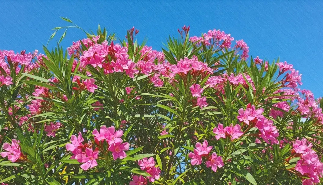 夾竹桃毒性 夾竹桃毒性