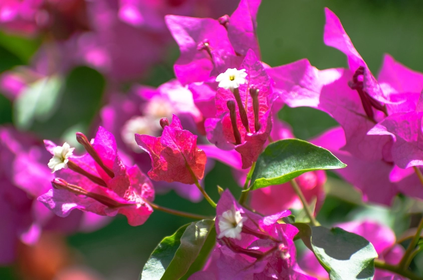 九重葛不開花