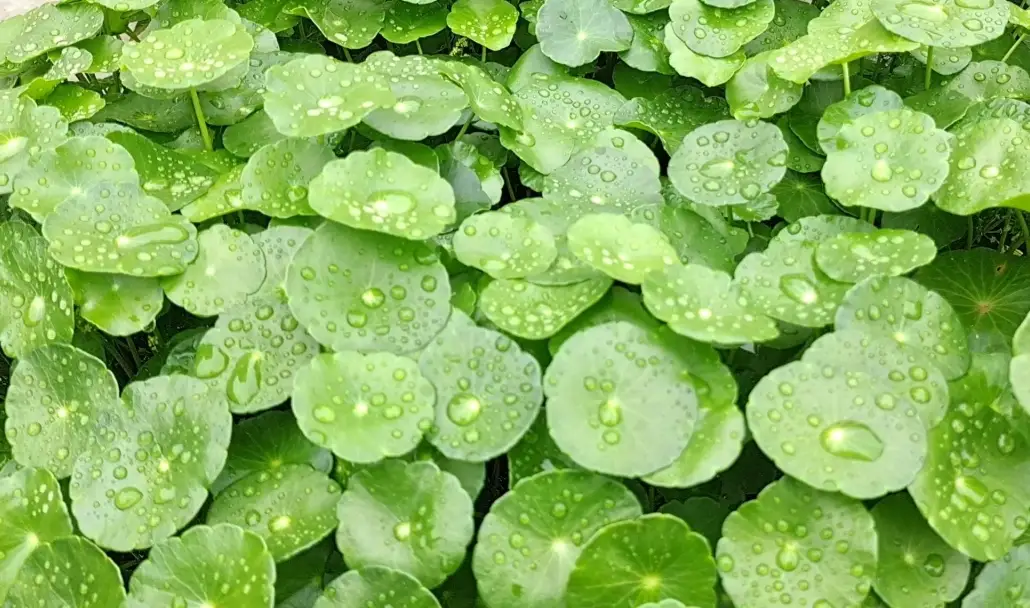 銅錢草清除方法 銅錢草清除方法