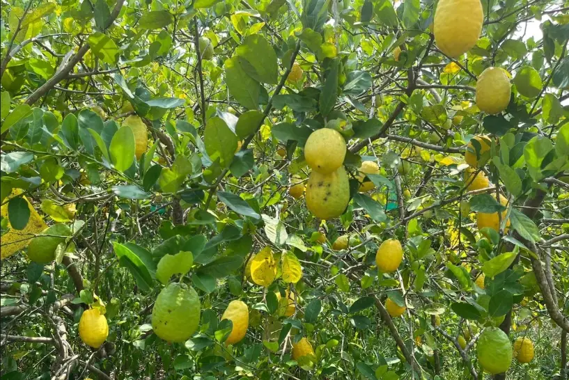 檸檬種植 檸檬種植