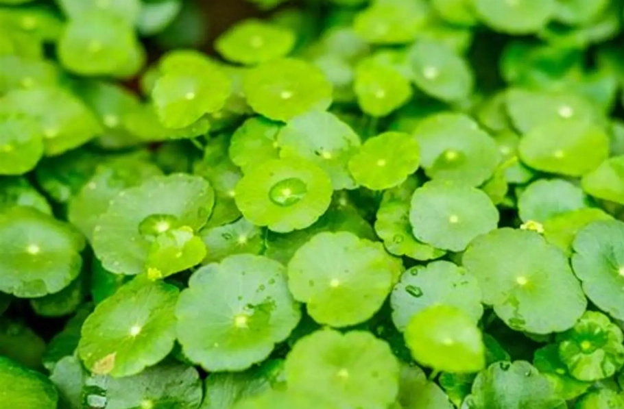 銅錢草入侵 銅錢草入侵