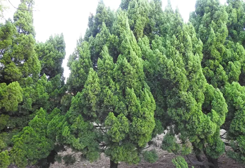龍柏種植位置