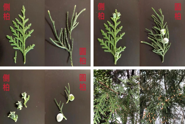 龍柏種植位置