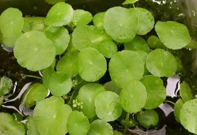 銅錢草清除方法 銅錢草清除方法