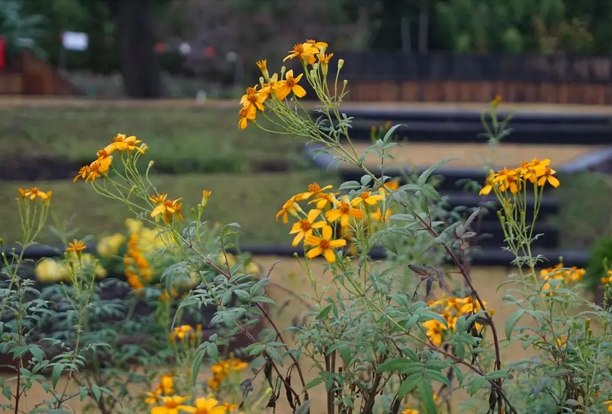 芳香萬壽菊禁忌 芳香萬壽菊禁忌