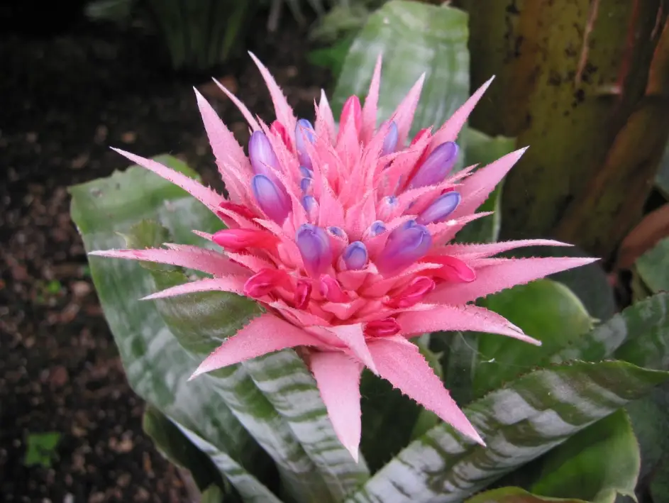 觀賞鳳梨開花