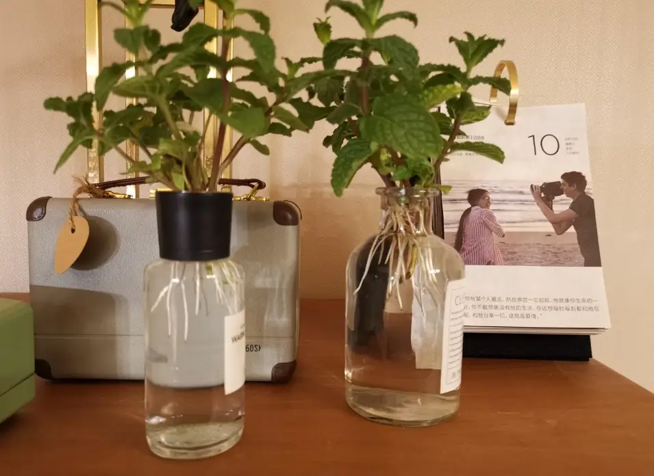 薄荷種植 薄荷種植