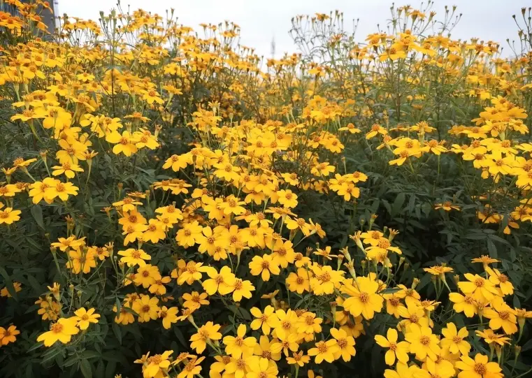 芳香萬壽菊禁忌 芳香萬壽菊禁忌