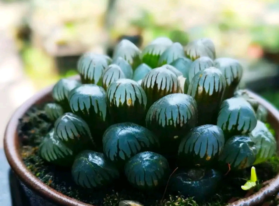 石頭玉 介質 石頭玉 介質