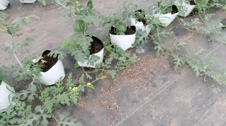西瓜品種推薦