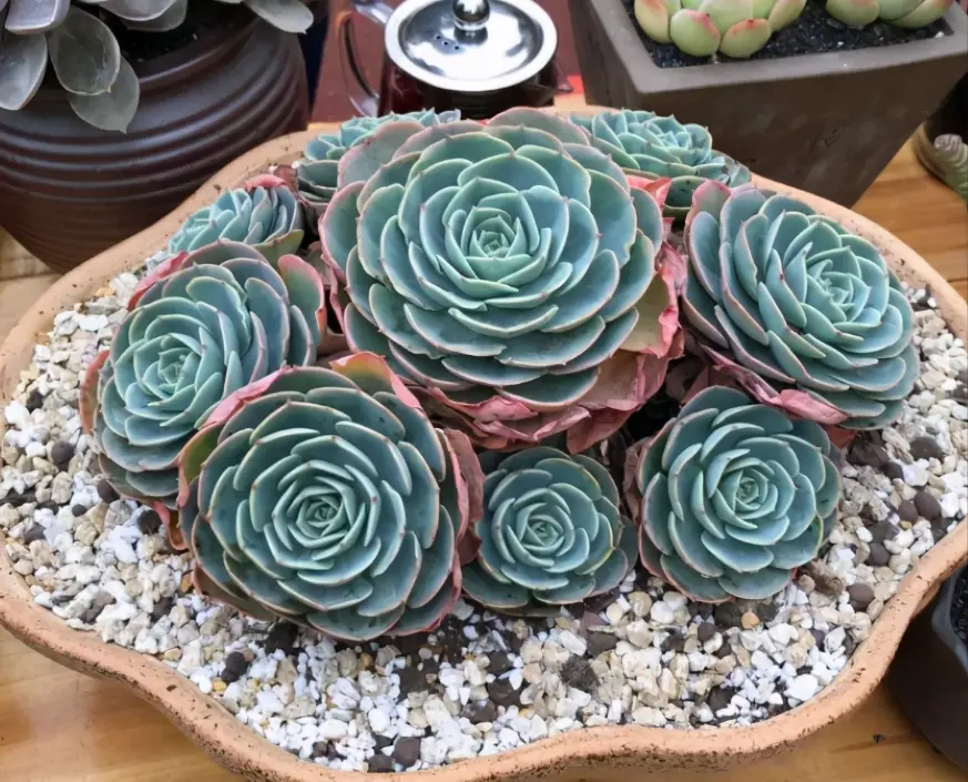 石頭玉 澆水 石頭玉 澆水