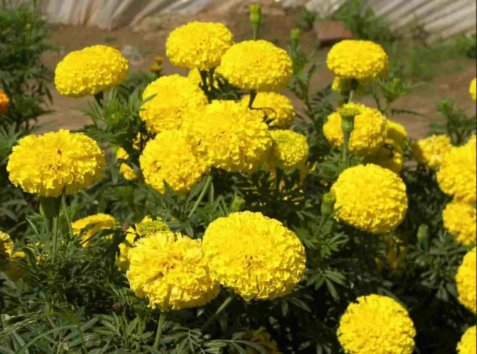 芳香萬壽菊功效 芳香萬壽菊功效