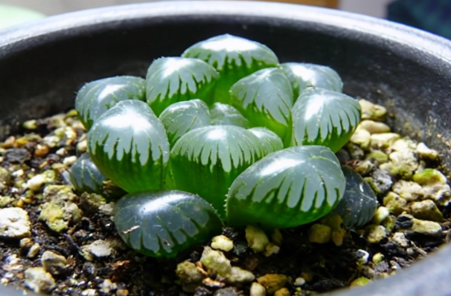 石頭玉 澆水 石頭玉 澆水