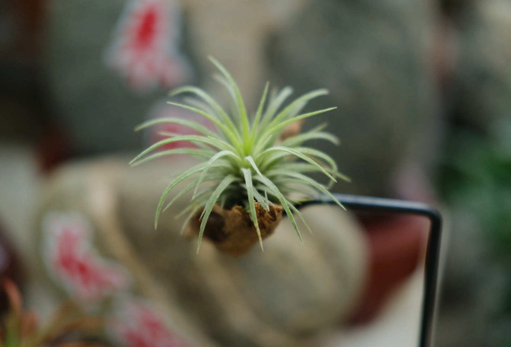 觀賞鳳梨開花