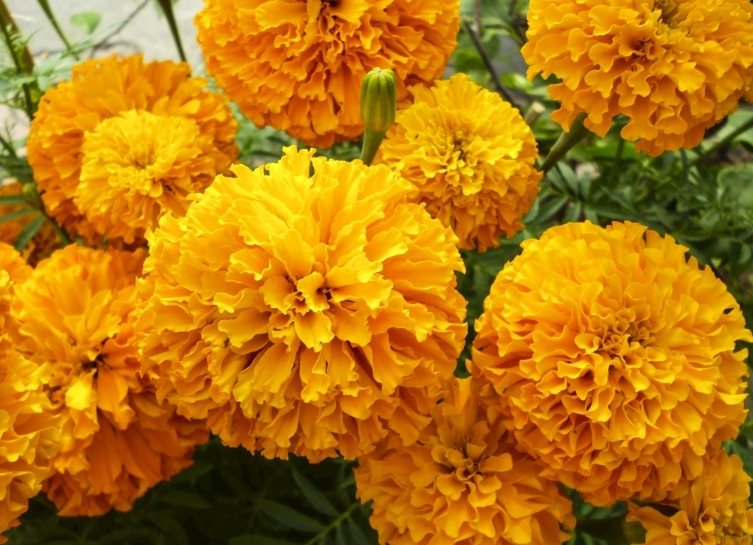 芳香萬壽菊功效 芳香萬壽菊功效