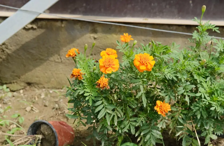芳香萬壽菊功效 芳香萬壽菊功效