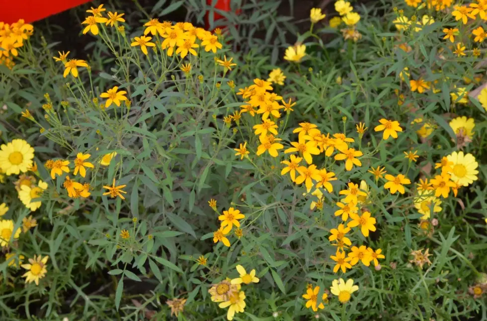 芳香萬壽菊茶 芳香萬壽菊茶