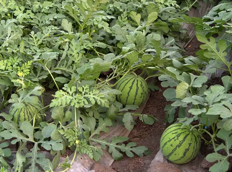 西瓜種植方法