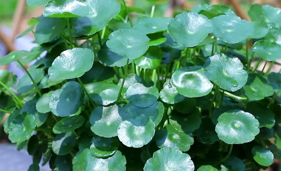 銅錢草水耕