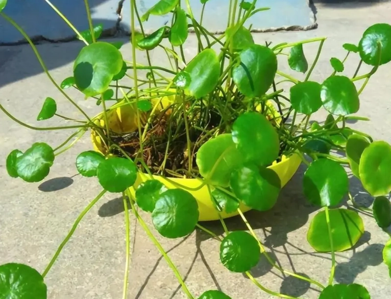 銅錢草怎麼養