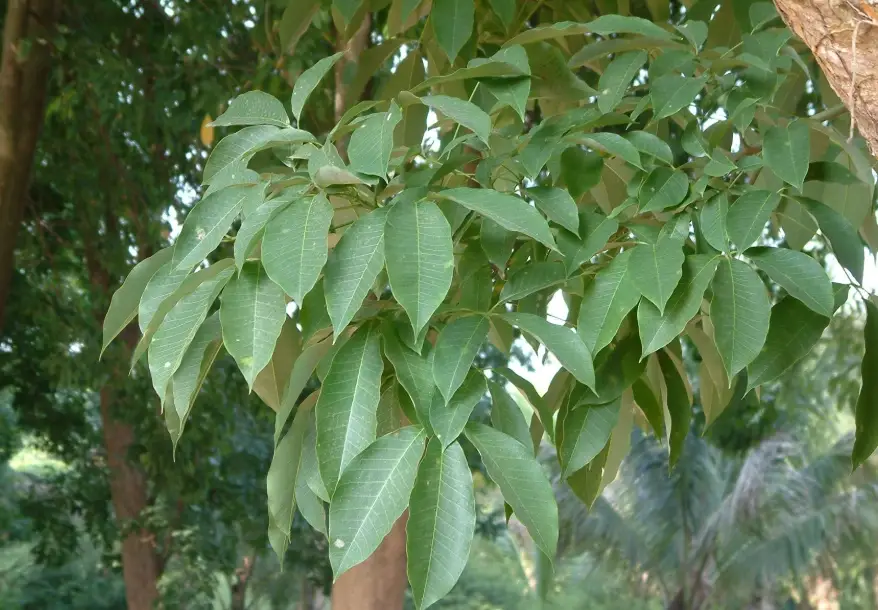 斑葉橡膠樹照顧