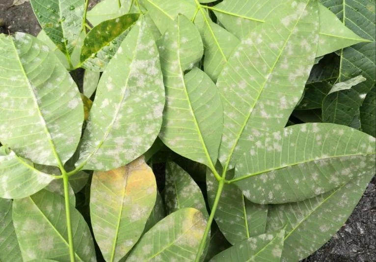 斑葉橡膠樹照顧